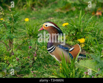 Porträt einer männlichen Mandarinente Axi sponsa und wilde Blumen Stockfoto