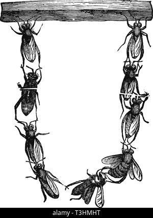 Antike Vektorzeichnung oder Gravur von Grunge vintage Abbildung: Gruppe von Honigbienen oder honigbienen Start zusammen neue Nest zu bauen. Von Buch Illustrierter neuester Bienenfreund, in Leipzig, Deutschland 1852 gedruckt. Stock Vektor