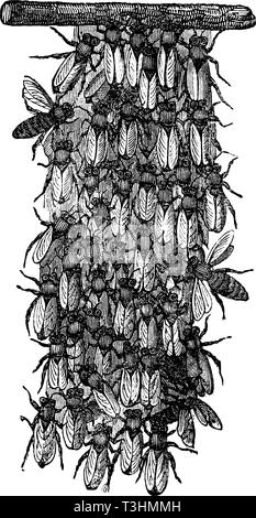 Antike Vektorzeichnung oder Gravur von Grunge vintage Abbildung der Schwarm von Bienen oder Honigbienen ist gemeinsam neues Nest. Von Buch Illustrierter neuester Bienenfreund, in Leipzig, Deutschland 1852 gedruckt. Stock Vektor