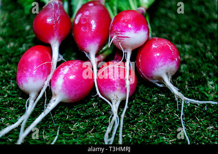 Radieschen niedrigen glykämischen Index Essen Stockfoto