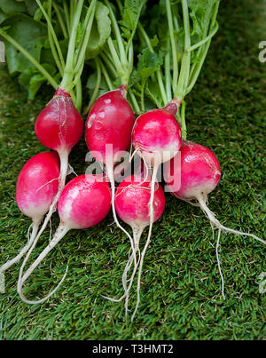 Radieschen niedrigen glykämischen Index Essen Stockfoto