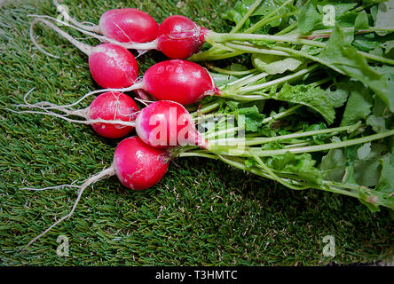 Radieschen niedrigen glykämischen Index Essen Stockfoto