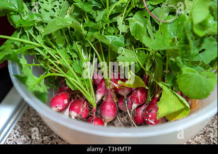 Radieschen niedrigen glykämischen Index Essen Stockfoto