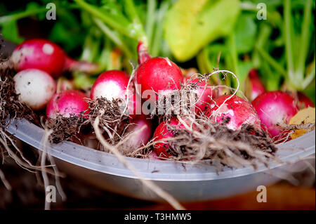 Radieschen niedrigen glykämischen Index Essen Stockfoto