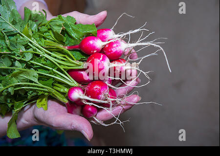 Radieschen niedrigen glykämischen Index Essen Stockfoto