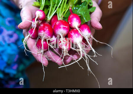 Radieschen niedrigen glykämischen Index Essen Stockfoto