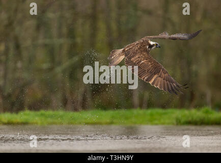 Osprey heben ab, nachdem er seine fangen. Stockfoto