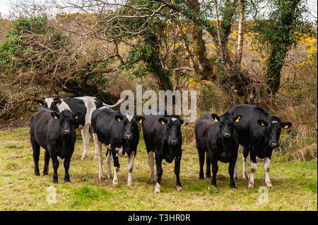 Eine kleine Herde von Kühen in einem Feld in Ballydehob, West Cork, Irland. Stockfoto