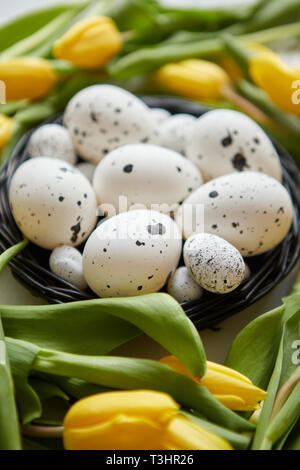 Schöne gelbe Tulpen mit gepunkteten Wachteln und Huhn Eier im Nest auf Weiß Stockfoto