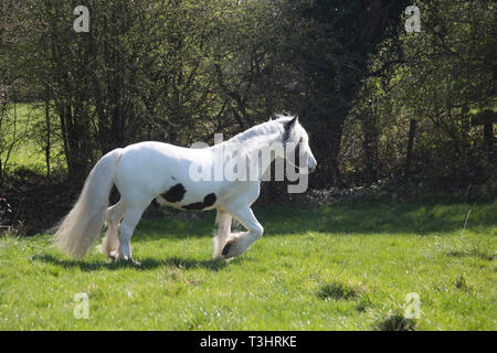 Gypsy Cob Pferd in einem Feld an einem sonnigen Tag, weißes Pferd mit braunen Flecken und langen Schweif und Mähne fließende Stockfoto