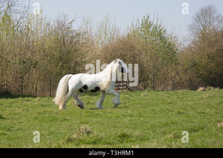 Gypsy Cob Pferd in einem Feld an einem sonnigen Tag, weißes Pferd mit braunen Flecken und langen Schweif und Mähne fließende Stockfoto