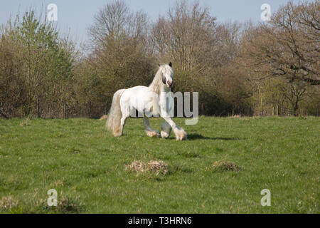 Gypsy Cob Pferd in einem Feld an einem sonnigen Tag, weißes Pferd mit braunen Flecken und langen Schweif und Mähne fließende Stockfoto