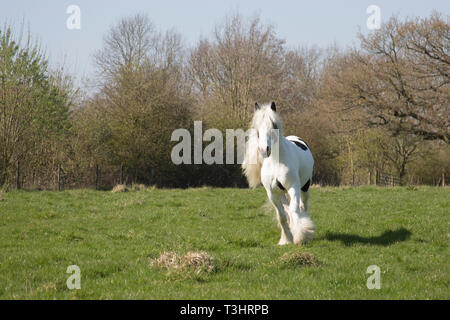 Gypsy Cob Pferd in einem Feld an einem sonnigen Tag, weißes Pferd mit braunen Flecken und langen Schweif und Mähne fließende Stockfoto