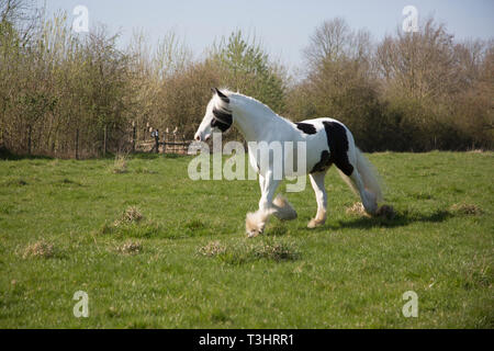 Gypsy Cob Pferd in einem Feld an einem sonnigen Tag, weißes Pferd mit braunen Flecken und langen Schweif und Mähne fließende Stockfoto