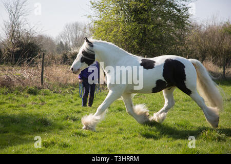 Gypsy Cob Pferd in einem Feld an einem sonnigen Tag, weißes Pferd mit braunen Flecken und langen Schweif und Mähne fließende Stockfoto