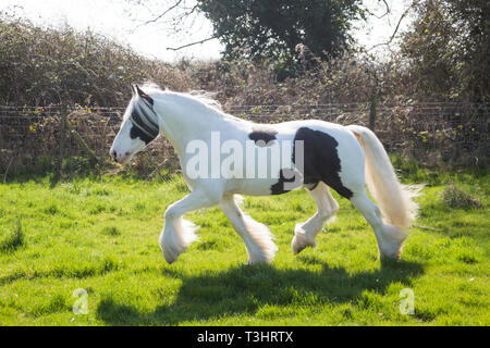 Gypsy Cob Pferd in einem Feld an einem sonnigen Tag, weißes Pferd mit braunen Flecken und langen Schweif und Mähne fließende Stockfoto