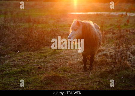Stimmungsvolles Bild einer weißen Pony in einem Feld bei Sonnenuntergang Stockfoto