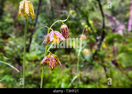 Nahaufnahme von Checker Lily (Fritillaria affinis) wildlflower blühen in einem Wald in der San Francisco Bay Area, Kalifornien Stockfoto