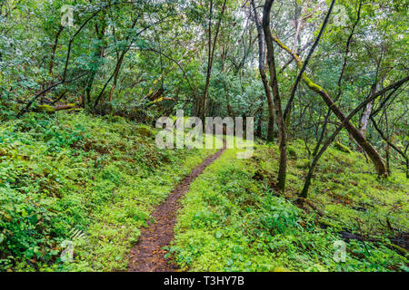 Wanderweg durch die üppigen Wälder von Santa Cruz Mountains, San Francisco Bay Area, Kalifornien Stockfoto