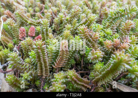 Geschmacklos, Fetthenne Sedum sexangulare saftige mehrjährig Close-up Stockfoto