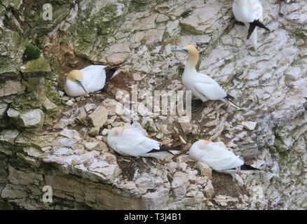 Gannett, Bempton Cliffs, 7. April 2019 Stockfoto