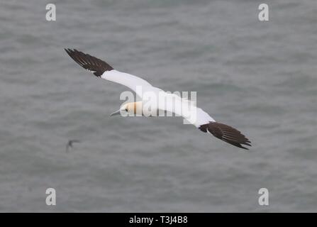 Gannett, Bempton Cliffs, 7. April 2019 Stockfoto