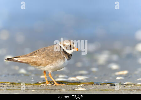 Kibitze, Charadrius hiaticula Stockfoto