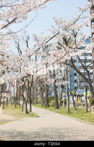 Blühende Kirschbäume in einem Park in Sakai City, Osaka, Japan. Stockfoto