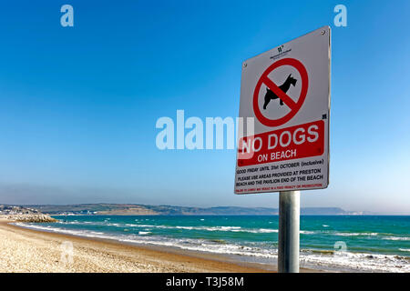 Ein Zeichen keine Hunde am Strand an der Küste von Weymouth, Dorset, England, Großbritannien Stockfoto