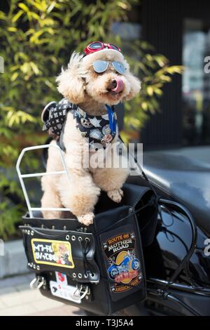 Ein Hund das Tragen von Helm und Sonnenbrille auf ein Motorrad in Sakai City, Osaka, Japan. Stockfoto