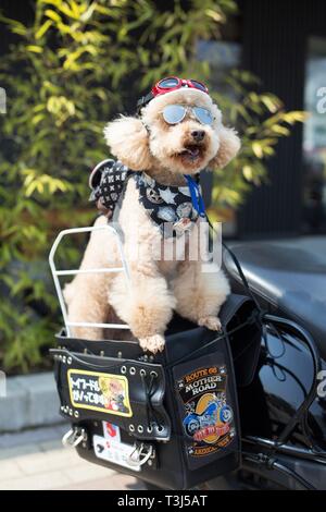 Ein Hund das Tragen von Helm und Sonnenbrille auf ein Motorrad in Sakai City, Osaka, Japan. Stockfoto