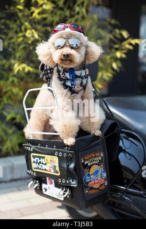 Ein Hund das Tragen von Helm und Sonnenbrille auf ein Motorrad in Sakai City, Osaka, Japan. Stockfoto