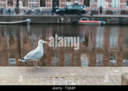 Weiße Stadt Larus im Zentrum von Amsterdam am Fluss Kanal Hintergrund Stockfoto