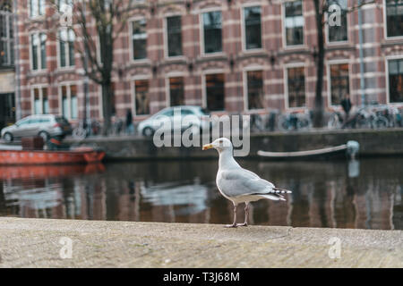 Weiße Stadt Larus im Zentrum von Amsterdam am Fluss Kanal Hintergrund Stockfoto