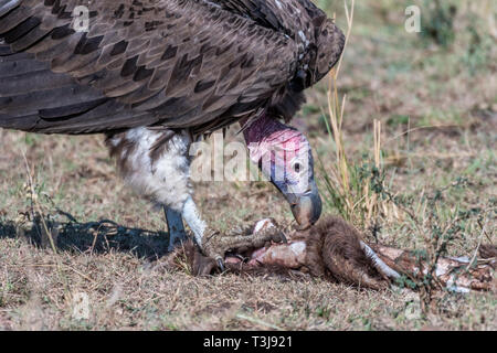 Big White lappet konfrontiert Geier mit großen Krallen einziehen auf totes Tier, Maasai Mara Stockfoto