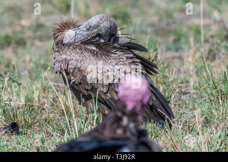 Portrait der Afrikanischen weiß-backed Vulture, Maasai Mara Stockfoto