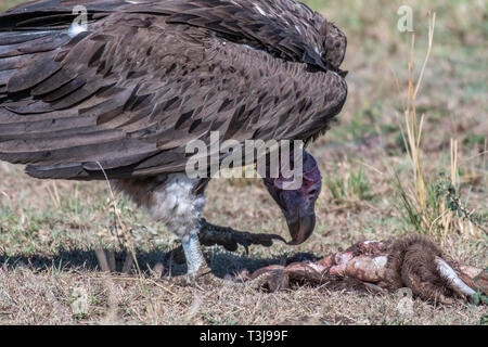 Big White lappet konfrontiert Geier mit großen Krallen einziehen auf totes Tier, Maasai Mara Stockfoto