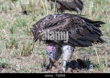 Big White lappet konfrontiert Geier mit großen Krallen einziehen auf totes Tier, Maasai Mara Stockfoto