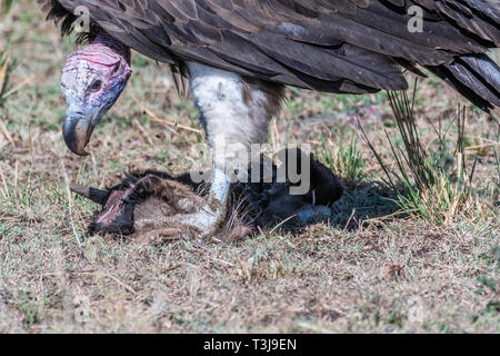 Big White lappet konfrontiert Geier mit großen Krallen einziehen auf totes Tier, Maasai Mara Stockfoto