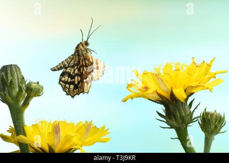 Chiasmia clathrata vergitterten Heide () im Flug auf Habichtskraut (Hieracium), Deutschland Stockfoto