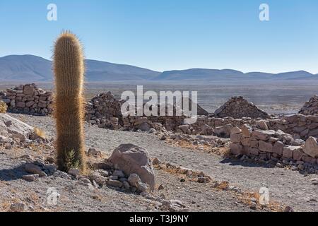 Ansicht mit Kaktus auf San Pedro de Quemes, Höhe 3.714 m, Departamento Potosí, Provinz noch Lipez, Anden, Bolivien Stockfoto