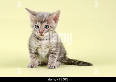 Toyger Breedcat (Felis silvestris catus), 9 Wochen, Grau Schwarz getigert, Österreich Stockfoto