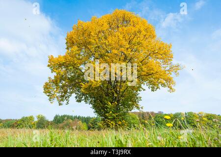 Großblättrige Linde (Tilia platyphyllos) im Herbst mit gelben Blätter, Biosphärenreservat Rhön, Hessen, Deutschland Stockfoto