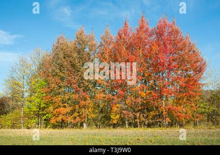 Gemeinsame Espen (Populus tremula) mit rötlichen Blätter im Herbst, Biosphärenreservat Rhön, Bayern, Deutschland Stockfoto