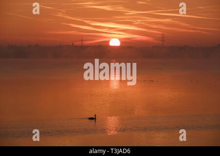 Sunrise, Mute swan auf Ismaning Reservoir, in der Nähe von Pliening, Oberbayern, Bayern, Deutschland Stockfoto