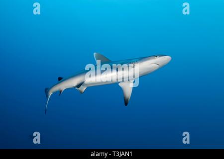 Grauer Riffhai (Carcharhinus amblyrhynchos) Schwimmen im offenen Meer, Indischer Ozean, Malediven Stockfoto