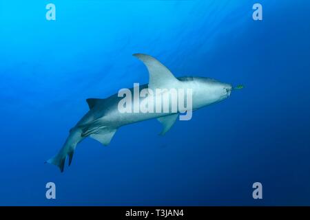 Tawny Ammenhai (Nebrius Art) Schwimmen im offenen Meer, Indischer Ozean, Malediven Stockfoto