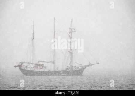 Schoner Antigua in der Snow Drift, Snaddvika, Murchisonfjord, Nordaustland, Spitzbergen, Svalbard und Jan Mayen, Norwegen Stockfoto