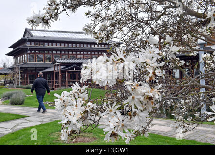 Bad Langensalza, Deutschland. 09 Apr, 2019. Der Stern Magnolien blühen in den Japanischen Garten. Am 14. April die traditionelle Cherry Blossom Festival 'Hanami' hier gefeiert wird. Foto: Martin Schutt/dpa-Zentralbild/dpa/Alamy leben Nachrichten Stockfoto