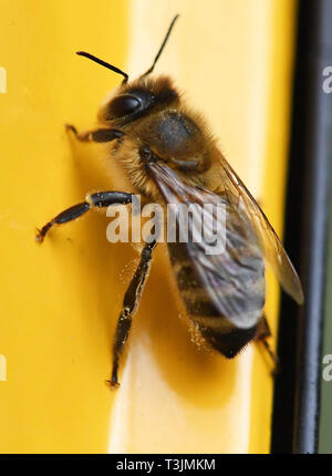 10 April 2019, Baden-Württemberg, Karlsruhe: Bei der Firma apic.ai sehen Sie eine Biene auf einer Hive, sitzend auf einem Gerät, mit dem die Bienen in den Bienenstock. Mit dem Monitoring System von Apic entwickelt. ai alle honigbienen betreten oder verlassen ihre Struktur werden von einer Kamera eingefangen. Bildverarbeitung Software und intelligente Algorithmen erkennen die Bienen und Muster in die Bilder zu interpretieren. Diese künstliche Intelligenz auf ein multimodales neuronales Netzwerk mit mehreren tausend Parametern basieren. Aus den Daten, neue Einsichten in den Zustand der einzelnen Völker gewonnen werden, sondern auch in den Pleueldeckel Stockfoto